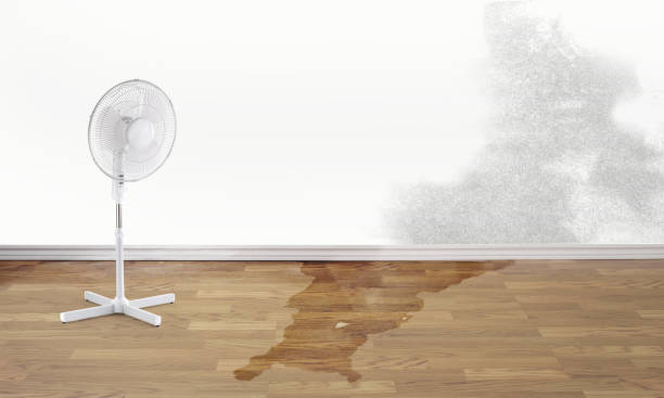Best Water damage restoration near me  in Samsula Spruce Creek, FL